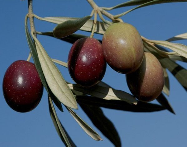 Recolección temprana: aceituna en envero