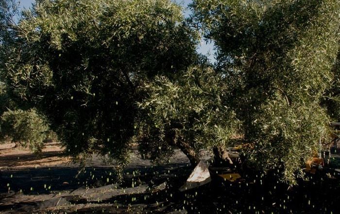 Recolección temprana de la aceituna - DOP Estepa