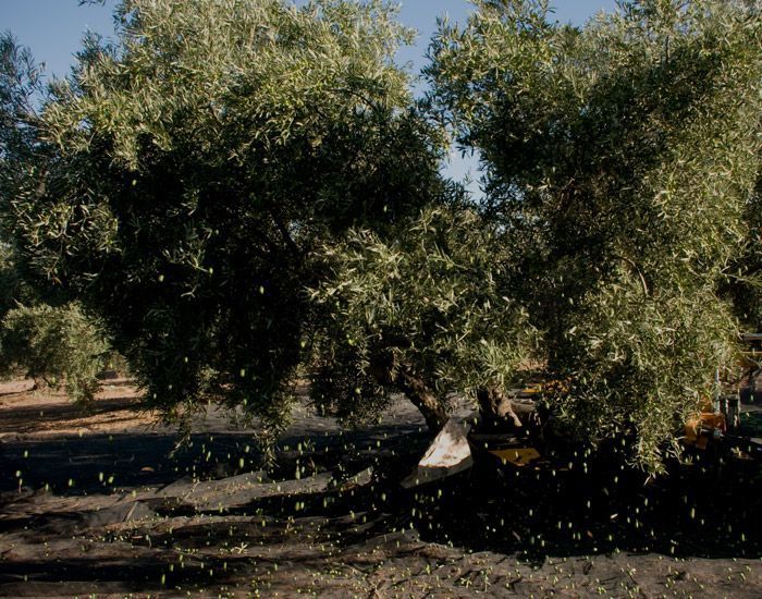 Recolección temprana de la aceituna - DOP Estepa
