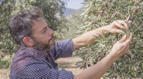 técnico api supervisando estado de la aceituna