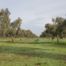 Olivo ecológico de la comarca de Estepa