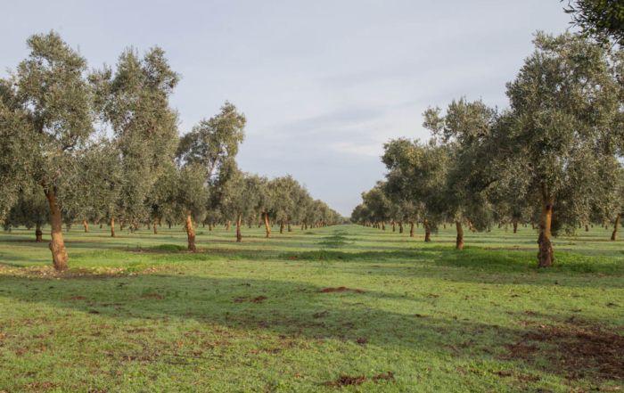 Olivo ecológico de la comarca de Estepa
