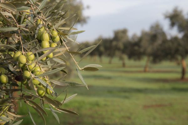 Olivo y aceitunas de la comarca de Estepa
