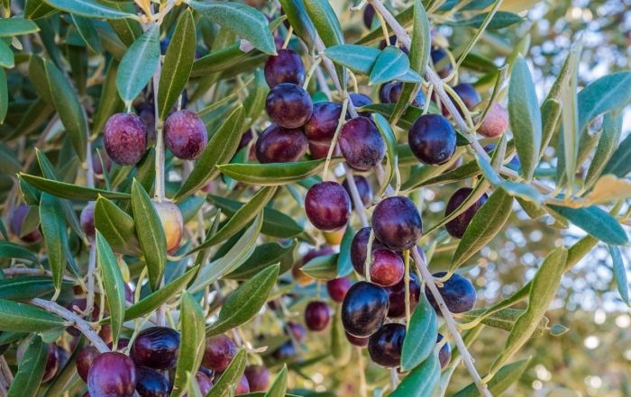 El color del AOVE no es indicativo de su calidad