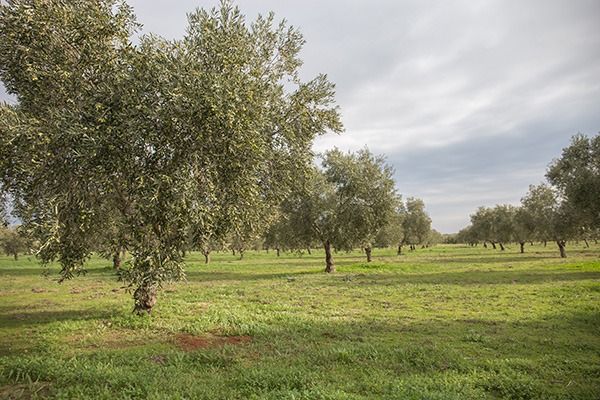 Olivo Hojiblanco Olivo Hojiblanco