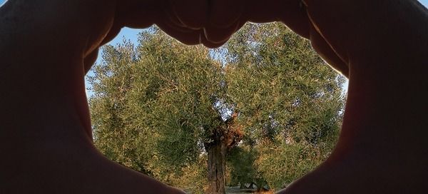 cartel de la II Jornada Aceite y Salud