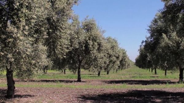 Olivar de producción integrada