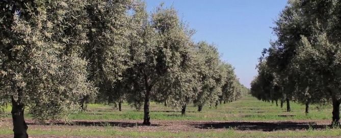 Olivar de producción integrada