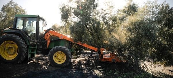 Recogida de aceitunas