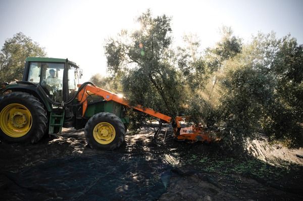 Recogida de aceitunas