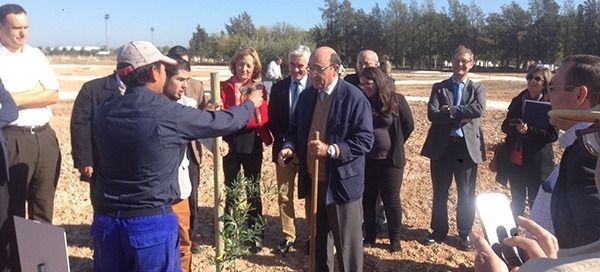 La D.O.P. Estepa planta un olivo en el Parque del Olivar