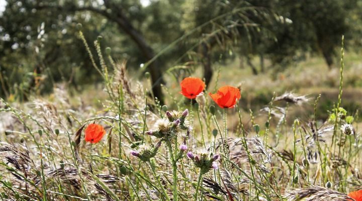 olivar en estepa