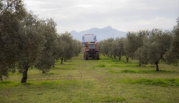 Olivar en Producción Integrada