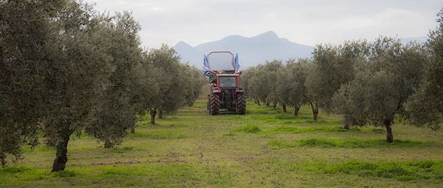 Olivar en Producción Integrada