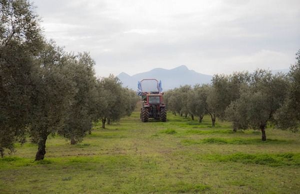 olivar de la denominación de origen estepa