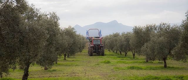 olivar de la denominación de origen estepa