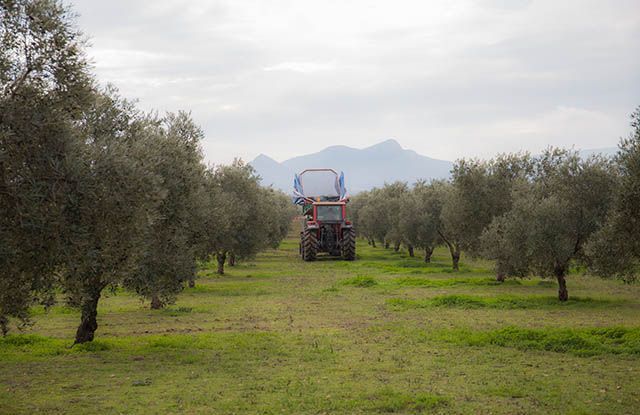 olivar de la denominación de origen estepa