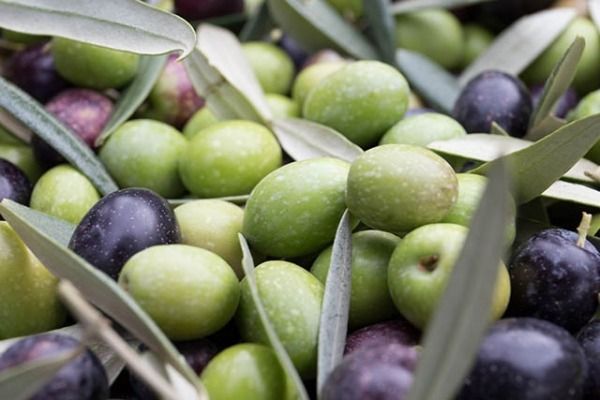 aceitunas de la denominación de origen estepa