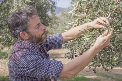 Técnico Producción Integrada técnico de producción integrada
