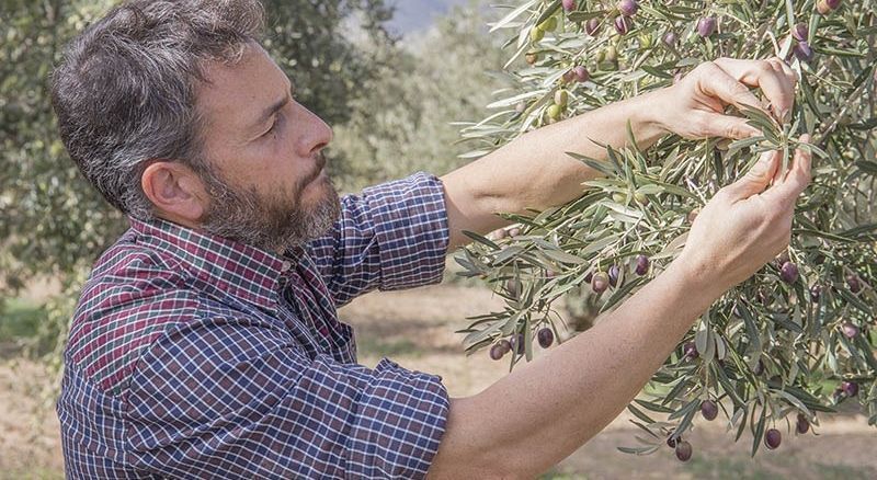 Tecnico-Produccion-Integrada Técnico producción integrada