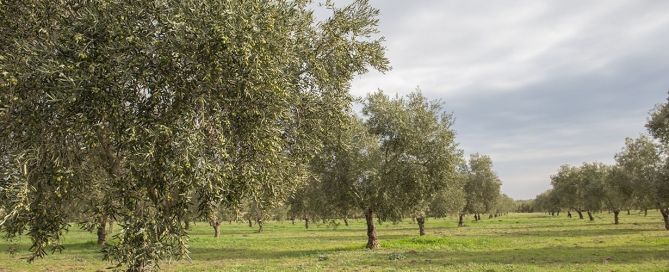 La DOP Estepa participa en el proyecto SUSTAINOLIVE