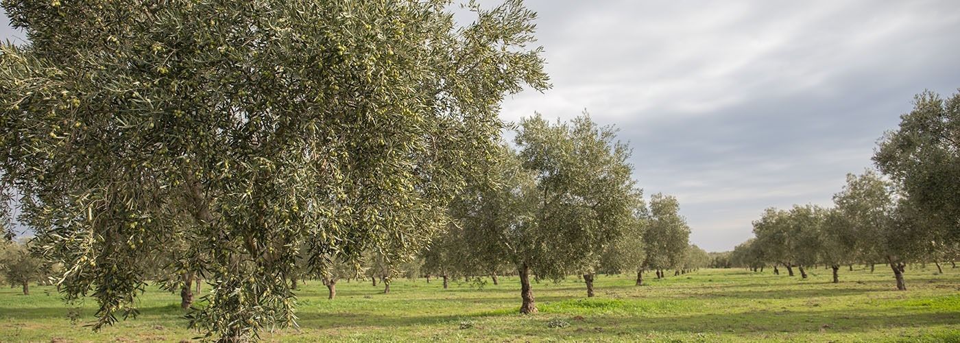 La DOP Estepa participa en el proyecto SUSTAINOLIVE
