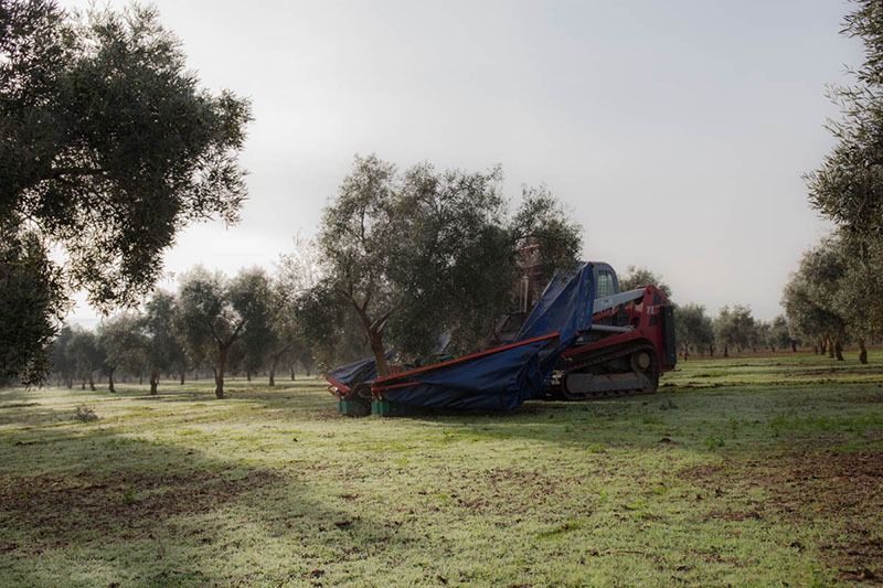 olivar ecológico recolección mecanizada