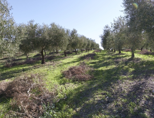 La poda del olivo, una práctica fundamental para el cuidado del árbol