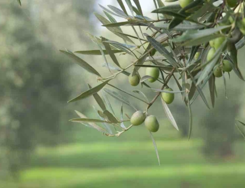 La cubierta vegetal en el olivar